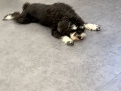 -有喵·猫咖·狗咖·30几只猫10只小狗(岗厦店)