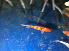 -泉州海丝野生动物世界