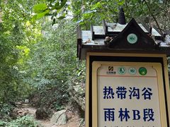 -西双版纳原始森林公园
