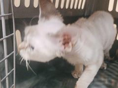 -瑞派康怡24h宠物医院·犬猫医疗中心·微创绝育(瑞景分院)