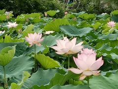 -惠州西湖丰渚园