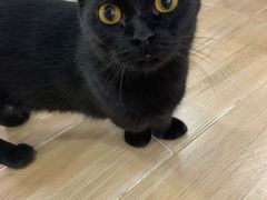 -李小姐の猫咖啡馆(五角场店)