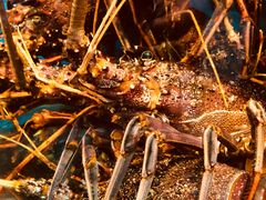 -海九澎湖海鲜餐厅