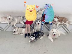 -星多哈·狗咖·拼豆·咖啡