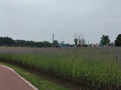 -荷兰花海