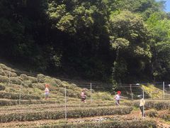 -西湖风景区十里琅珰-五云山