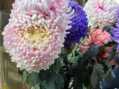 -溪岸路花鸟市场