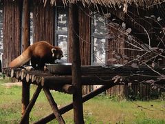 -合肥野生动物园