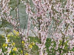 -苏州上方山国家森林公园