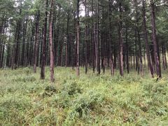 -塞罕坝国家级自然保护区