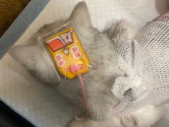 -宠颐生斯嘉宠物医院·急重症·心内科(谷阳北路分院)