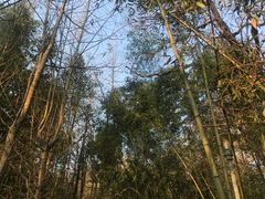 -镇江市南山风景名胜区竹林景区