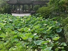 -上海醉白池公园