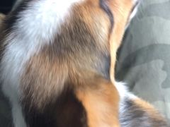 -艾贝尔宠物医院·狂犬免疫点(江山金象城店)