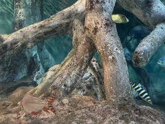 -上海海洋水族馆