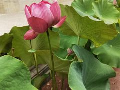 -莲花池公园