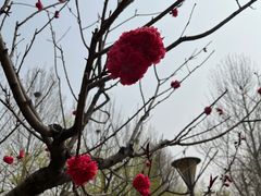 -大兴滨河森林公园