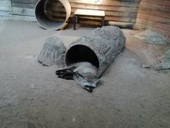 -清迈夜间动物园