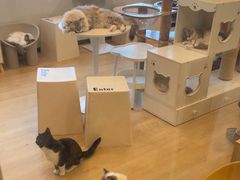 -有喵·猫咖·狗咖·30几只猫10只小狗(岗厦店)