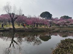 -无锡梅园公园