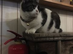 -海边的猫和咖啡馆