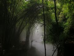 -芦沟竹海