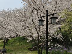 -苏州上方山国家森林公园