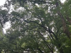 -杭州半山国家森林公园