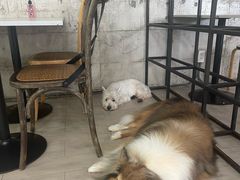 -Dog in Town Ekkamai