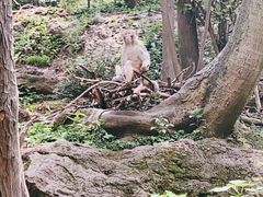 -黔灵山公园