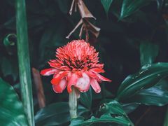 -中国科学院西双版纳热带植物园