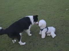 -翊宠yipet猫狗购宠庄园犬舍•猫舍