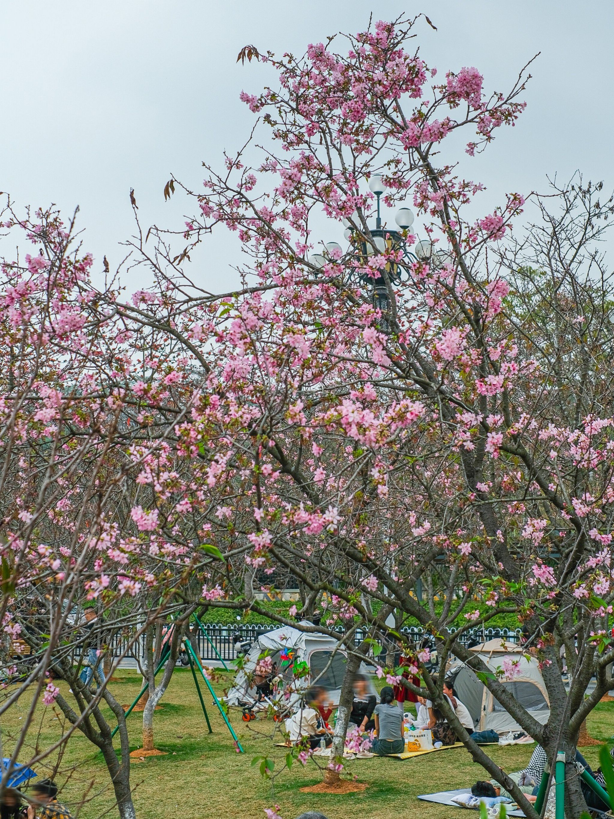 城市赏花路线|广州创业公园樱花林94又成花海6015
