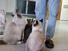 -Heymao猫咖.咖啡厅(东门店)