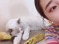 -鼓捣猫呢主题猫咖店
