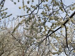 -桃花堤公园