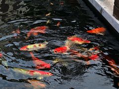 -观唐（国际）度假村温泉