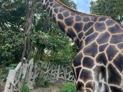 -清迈夜间动物园