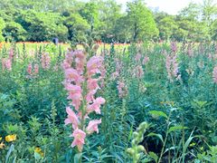 -上海共青森林公园