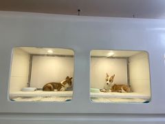 -1013 PET SHOP 宠物商店(近铁城市广场店)