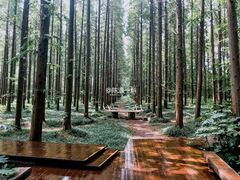 -黄海国家森林公园