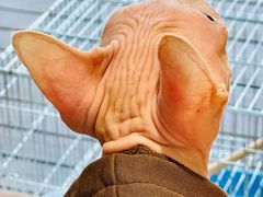 -有猫主题·治愈系猫咖(曾厝垵店)