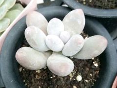 -三圣花乡旅游区