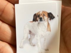 -超宠爱宠物摄影-Super pet