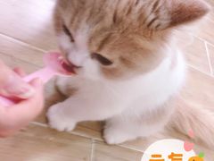 -李小姐の猫咖啡馆(五角场店)