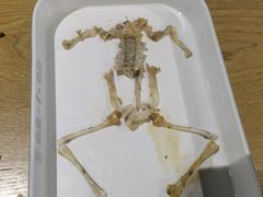 -铭记蛙小仙·活蛙畅享(CBD万达广场店)