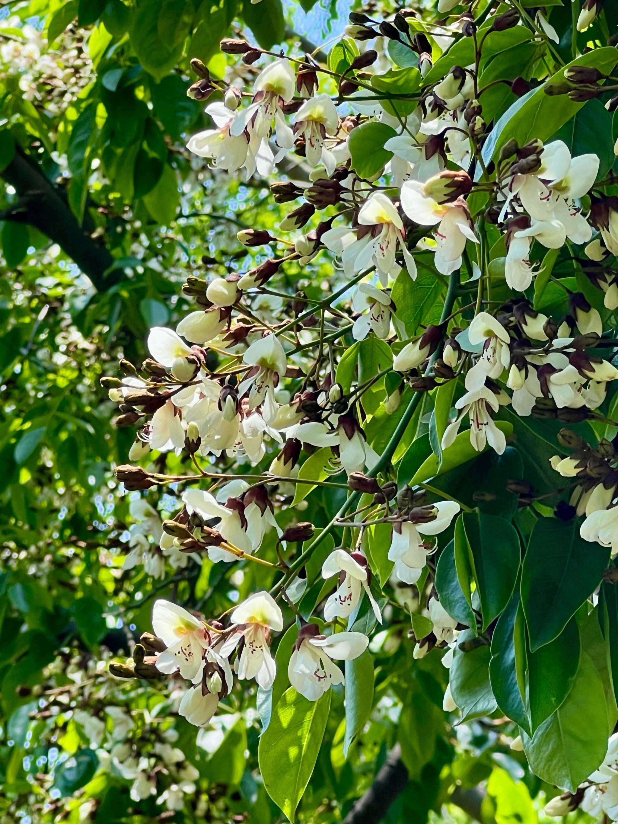 大明寺的红豆开花啦!并非每年都会开哦!
