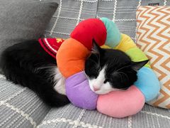 -北京恒爱动物医院(清景园分院)