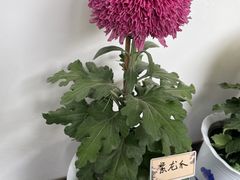 -杭州植物园