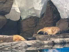-海合安武汉极地海洋公园